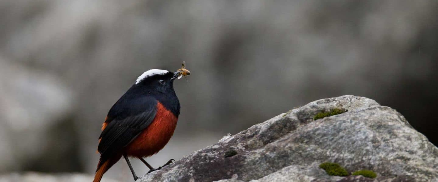 Kham Tibet Tours - Eastern Tibet Travel, Sacred Mountains, Ecotourism